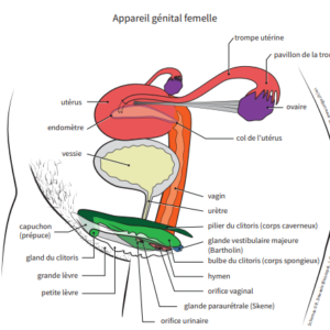 Planches anatomiques des organes génitaux, Université de Genève